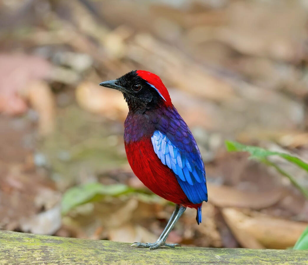 Garnet Pitta