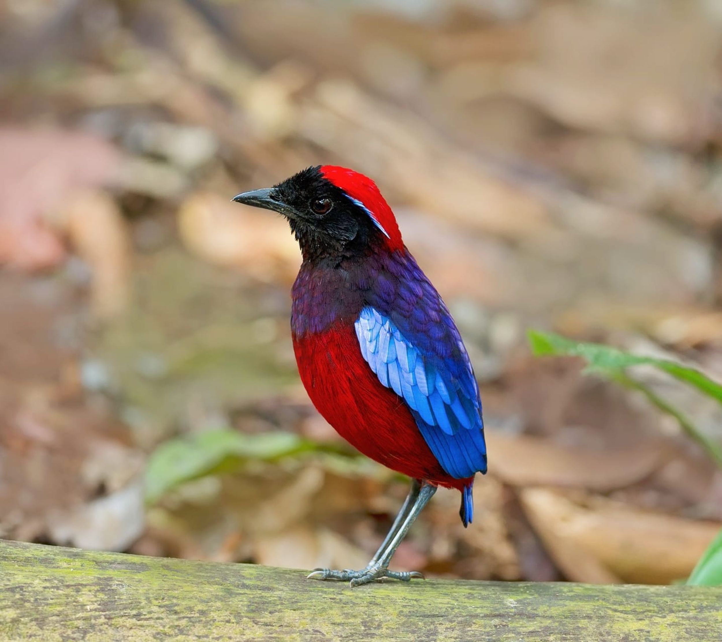 Garnet Pitta smaller size