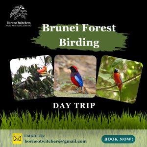 Brunei Forest Birding