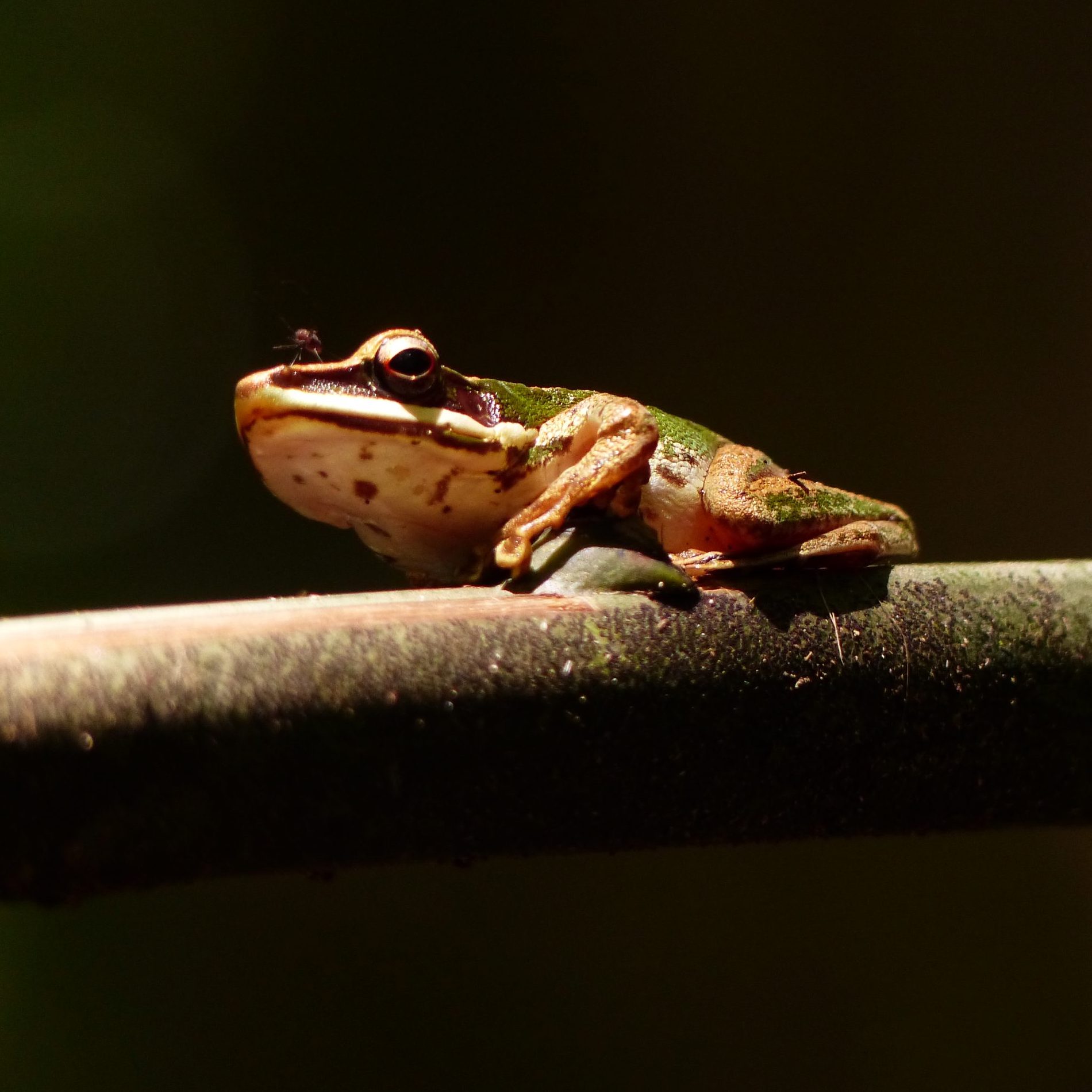 Large White Lipped Frog scaled e1772330380345