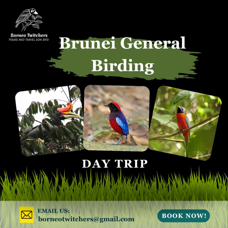 Brunei General Birding