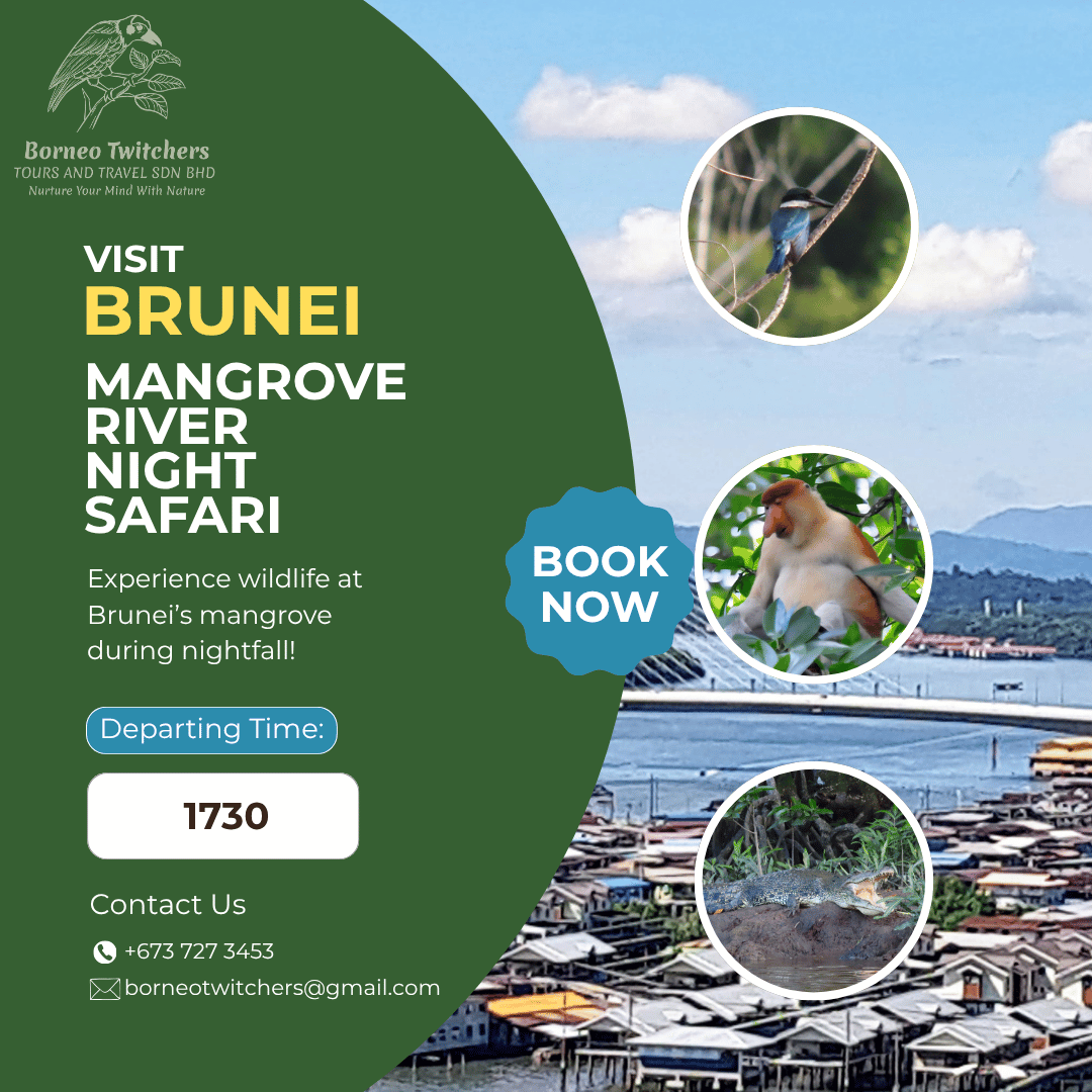 Mangrove Night Safari Square Instagram Post