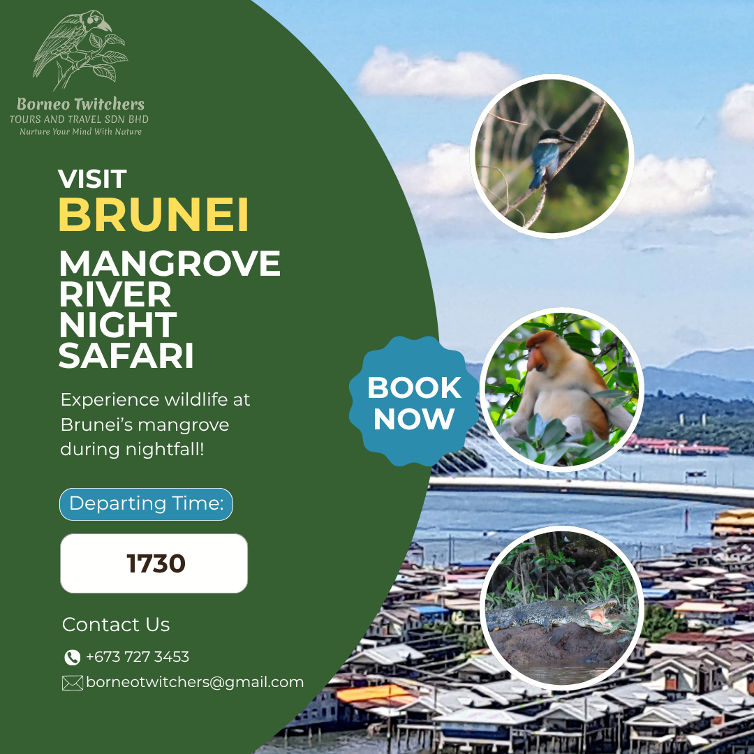 Mangrove Night Safari Square Instagram Post